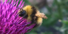 Bumble Bee & Clover - Local Nature Partnership