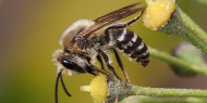 A Wild Bee Talk