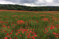wildflower meadow